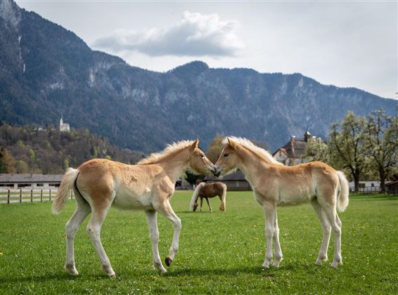 Fohlenhof Foto 2
