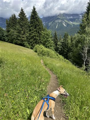 A dog is running on a narrow path through a green meadow. In the background, tall mountains and a cloudy sky are visible.