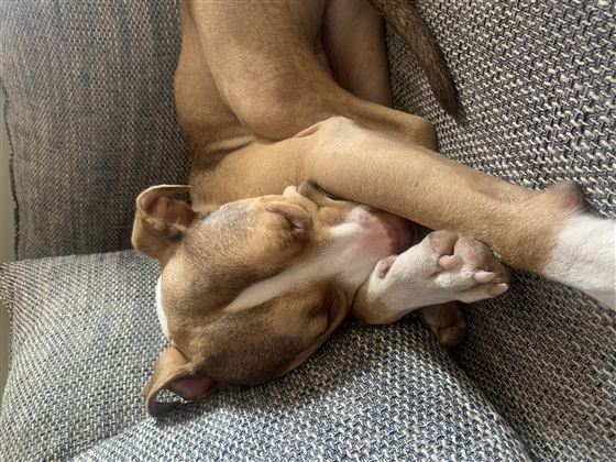 A resting dog is comfortably lying on a sofa. He has brown fur and is sleeping relaxed.