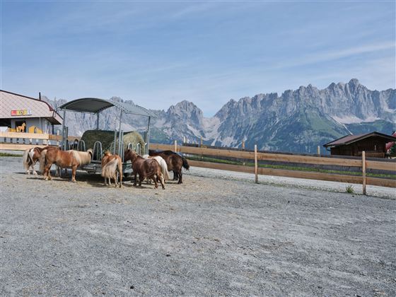 A group of ponies is standing in a spacious area and eating hay. In the background, impressive mountains and a clear blue sky are visible.