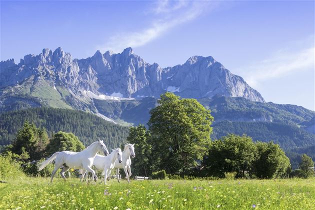 Going_Reitschule_Wilder Kaiser (3)