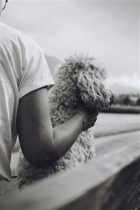 Happy Dog 2