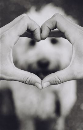 Happy Dog 4