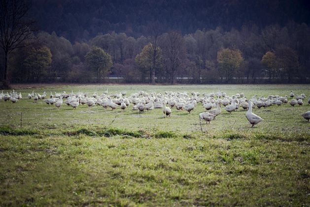Heimstätterhof Langkampfen Gänse Wiese