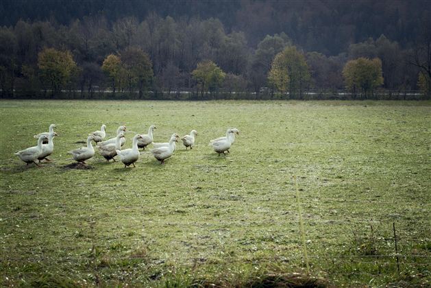 Heimstätterhof Langkampfen Gänse