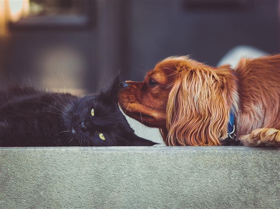 HUnd-Katze @Pixabay