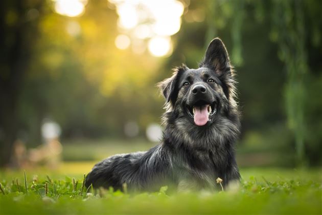 Hund