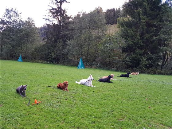 Hunde 1 @Region Hohe Salve -Christina Aufschnaiter