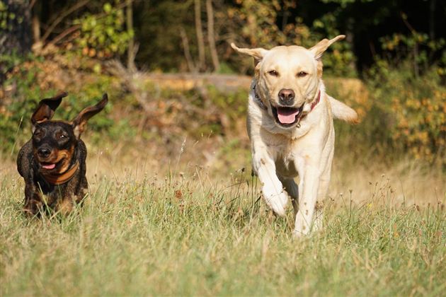 Hunde (c) Pixabay