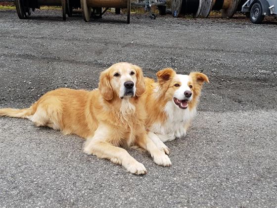 Hunde @Region Hohe Salve - Christina Aufschnaiter