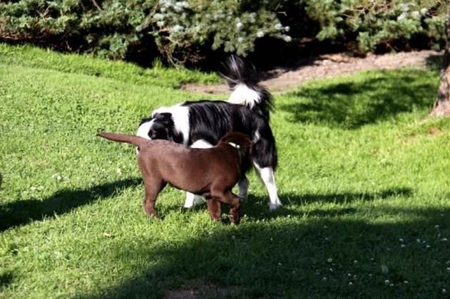 Hundebegegnung