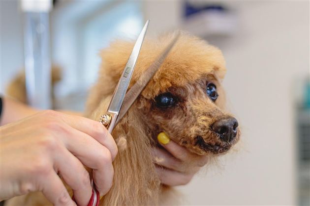 Hundesalon (c) Pixabay