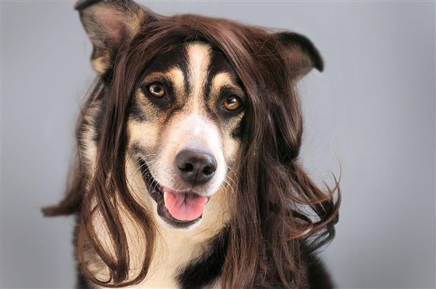 Hundesalon @pixabay