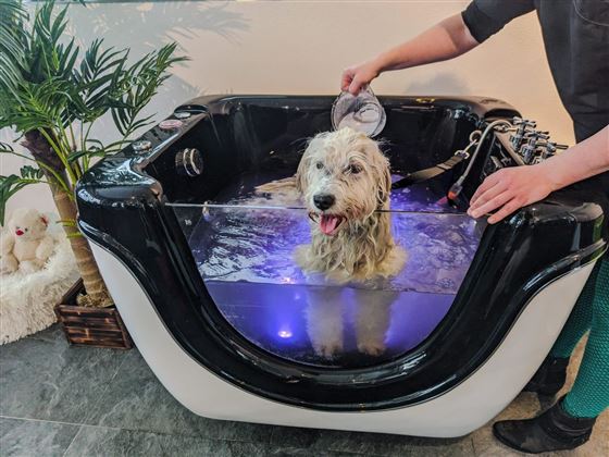 Kaiser's Hundeoase Hundebad