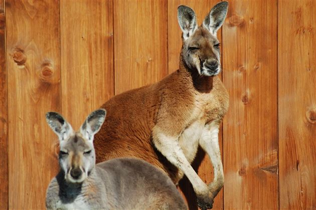 Kangaroos