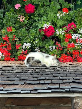 A cat is lying on a roof made of wooden shingles. In the background, colorful flowers are blooming.