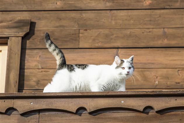 Katze