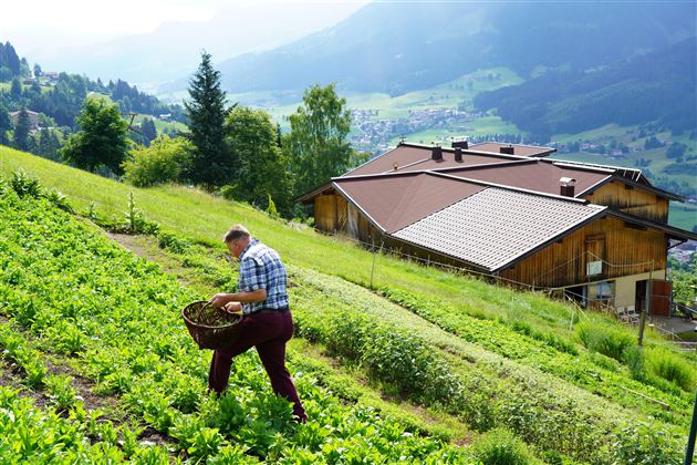 Kräutergarten Brixen im Thale