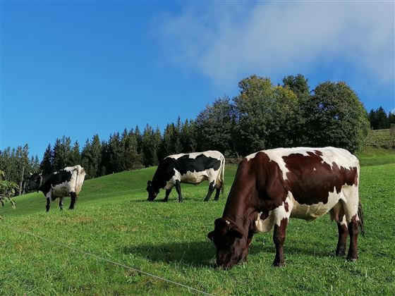 Kühe