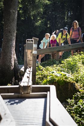 A group of hikers stands on a wooden boardwalk in a forest. The surroundings are green and sunny, with trees in the background.