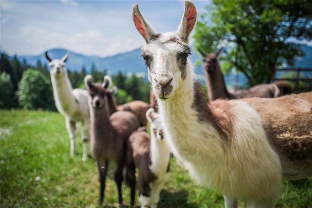 Lama_Familie