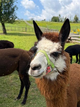 Lama