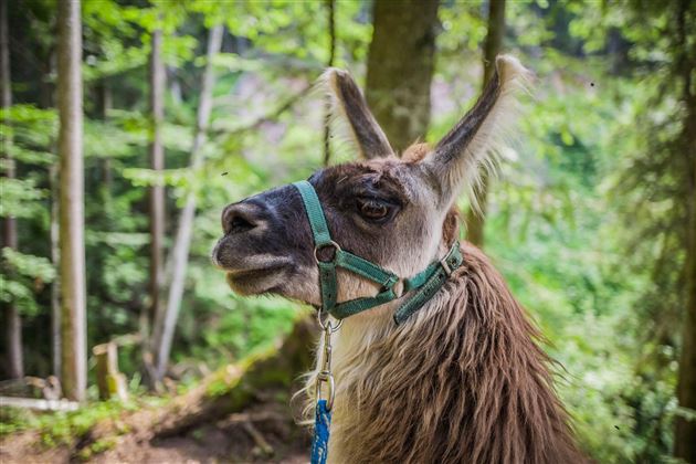 Lamas_1