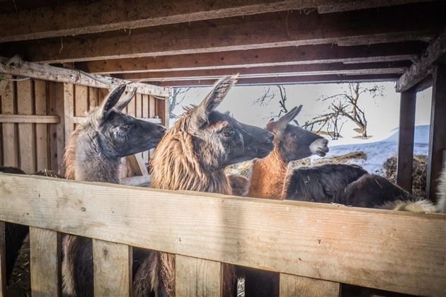 Drei Lamas stehen in einem Stall und schauen neugierig nach draußen. Der Raum ist aus Holz gebaut und es ist eine winterliche Landschaft zu sehen.