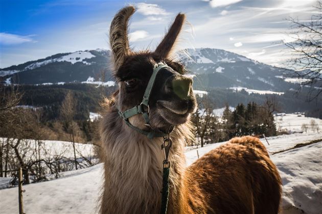 Ein neugieriges Lama steht im Schnee mit einer malerischen Berglandschaft im Hintergrund. Der Himmel ist klar und die Sonne scheint.