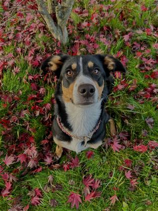 Ein Hund sitzt im bunten Laub auf dem Boden. Die farbenfrohen Blätter umgeben ihn und die Umgebung sieht herbstlich aus.