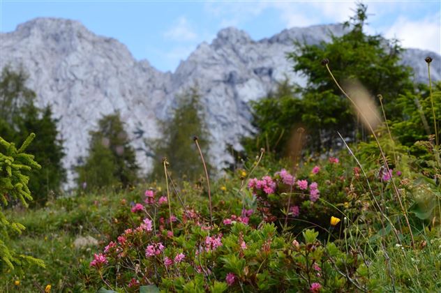 Obere Steinbergalm_Wiese_Aussicht