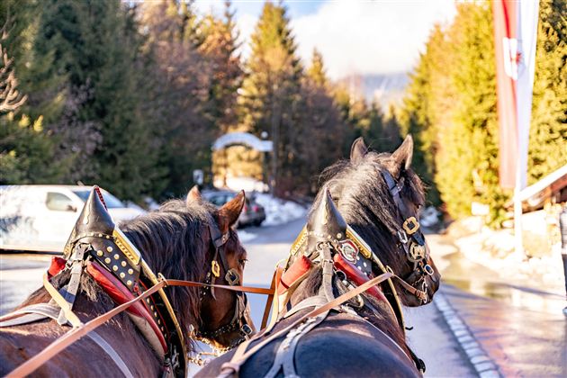 Twee paarden met tuig staan op een weg, omringd door dennenbos. Op de achtergrond zijn sneeuwsporen en een gebouw zichtbaar.
