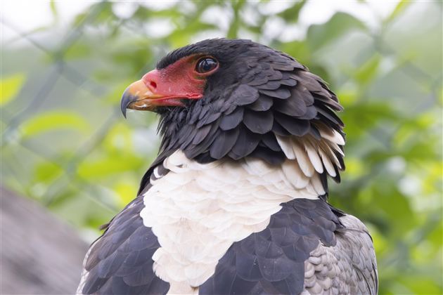 Raritätenzoo Ebbs 1