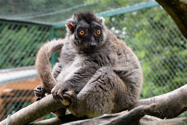 Een grote, grijze lemur zit op een tak. Zijn opvallende, oranje ogen kijken aandachtig in de camera.