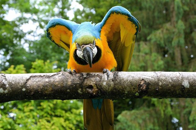 Een kleurrijke ara zit op een tak. Hij heeft felblauwe en gele veren en kijkt nieuwsgierig in de camera.