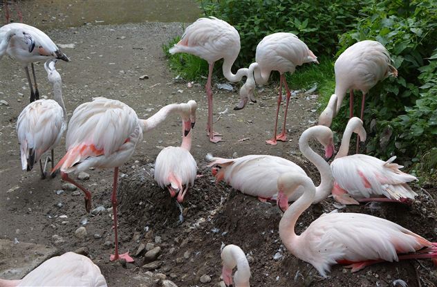 A group of flamingos stands on dry ground and engages in foraging. The birds have predominantly light pink plumage with long legs and necks.