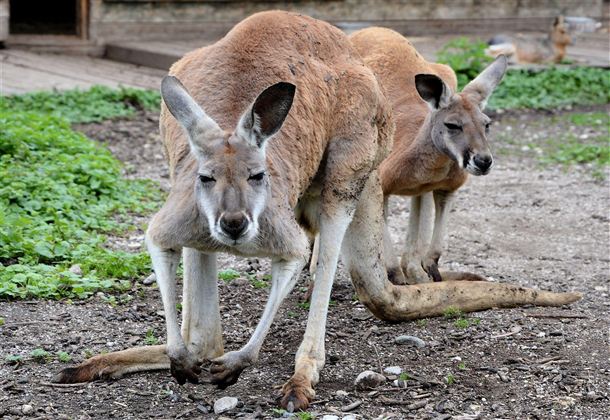 Twee wallabies staan op de grond. Ze lijken rustig en observeren hun omgeving.