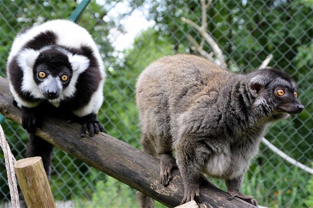 Twee lemuren zitten op een boomstam. De ene heeft een opvallende zwart-witte vacht, terwijl de andere grijs is.