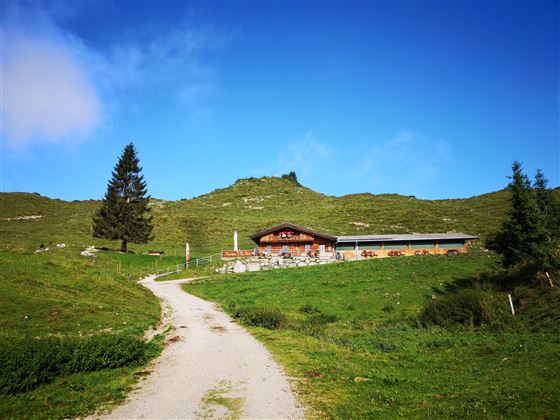 Scheffau_Kafma Alm_Sommer