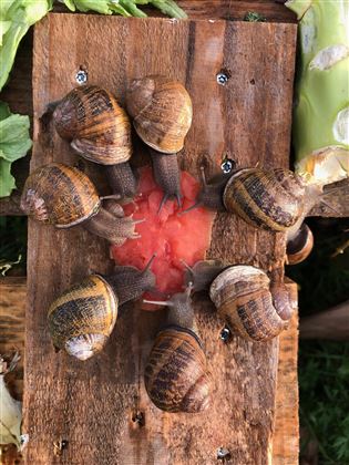 Schnecken Fütterung