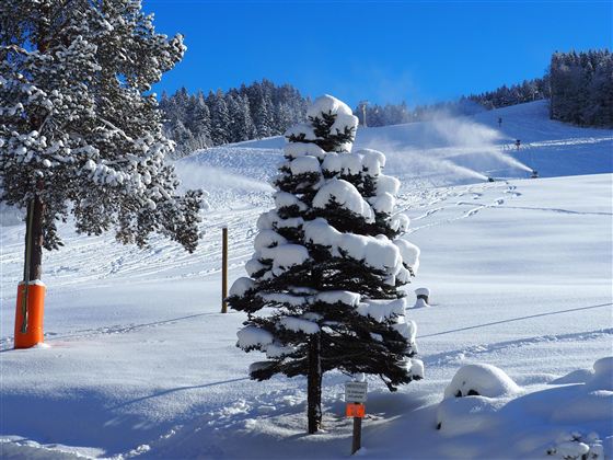 schnee