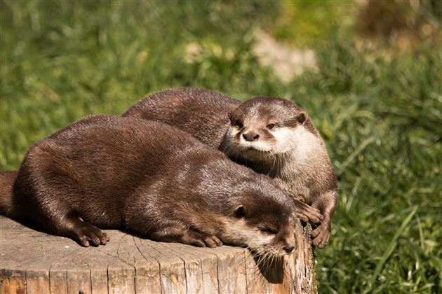 Seeotter
