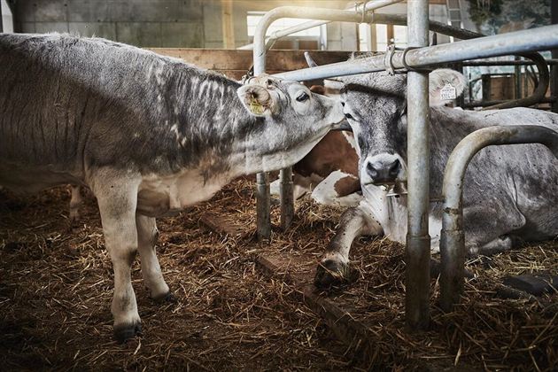 Zwei graue Kühe stehen in einem Stall. Eine Kuh beugt sich vor und berührt sanft die andere.