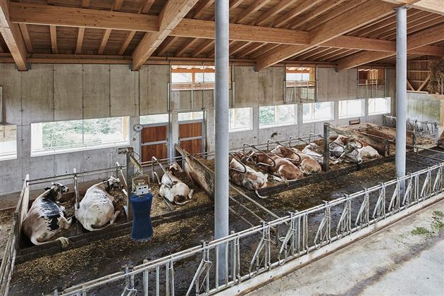A modern cattle barn with several cows lying quietly. The room has large windows and a wooden ceiling.