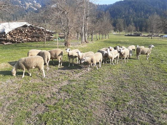 Söll_Schafe_Wilder Kaiser