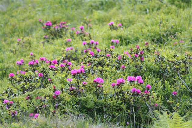 Close-up van bloeiende, roze alpenrozen op een groene bergweide.