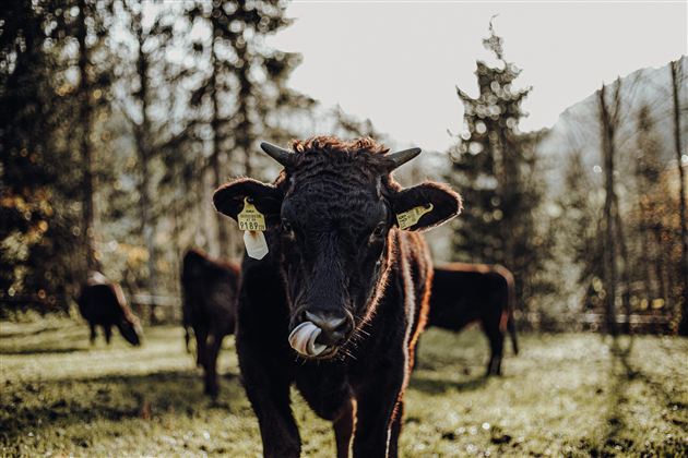 Wagyu-Rinder-3 (c) Katharina Beihammer Photography