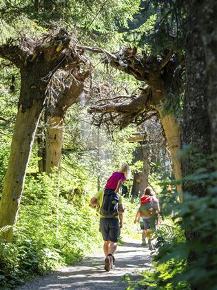 A hike on a narrow path through a forest. Two people walk beneath old, gnarled trees.