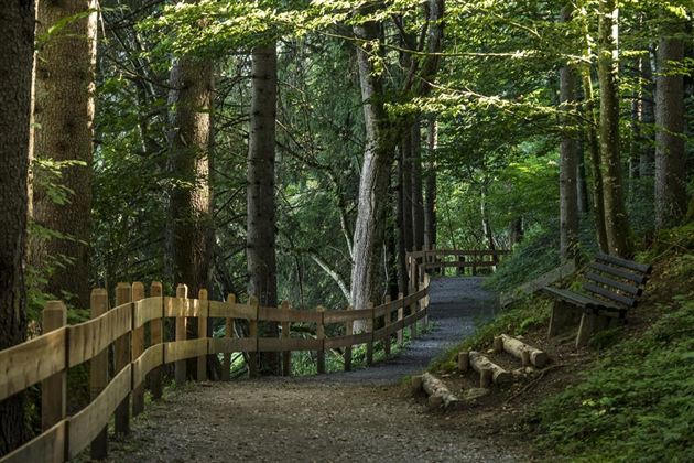 Waldweg