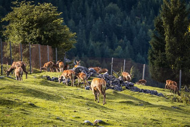 Wildgehege Wochenbrunner Alm